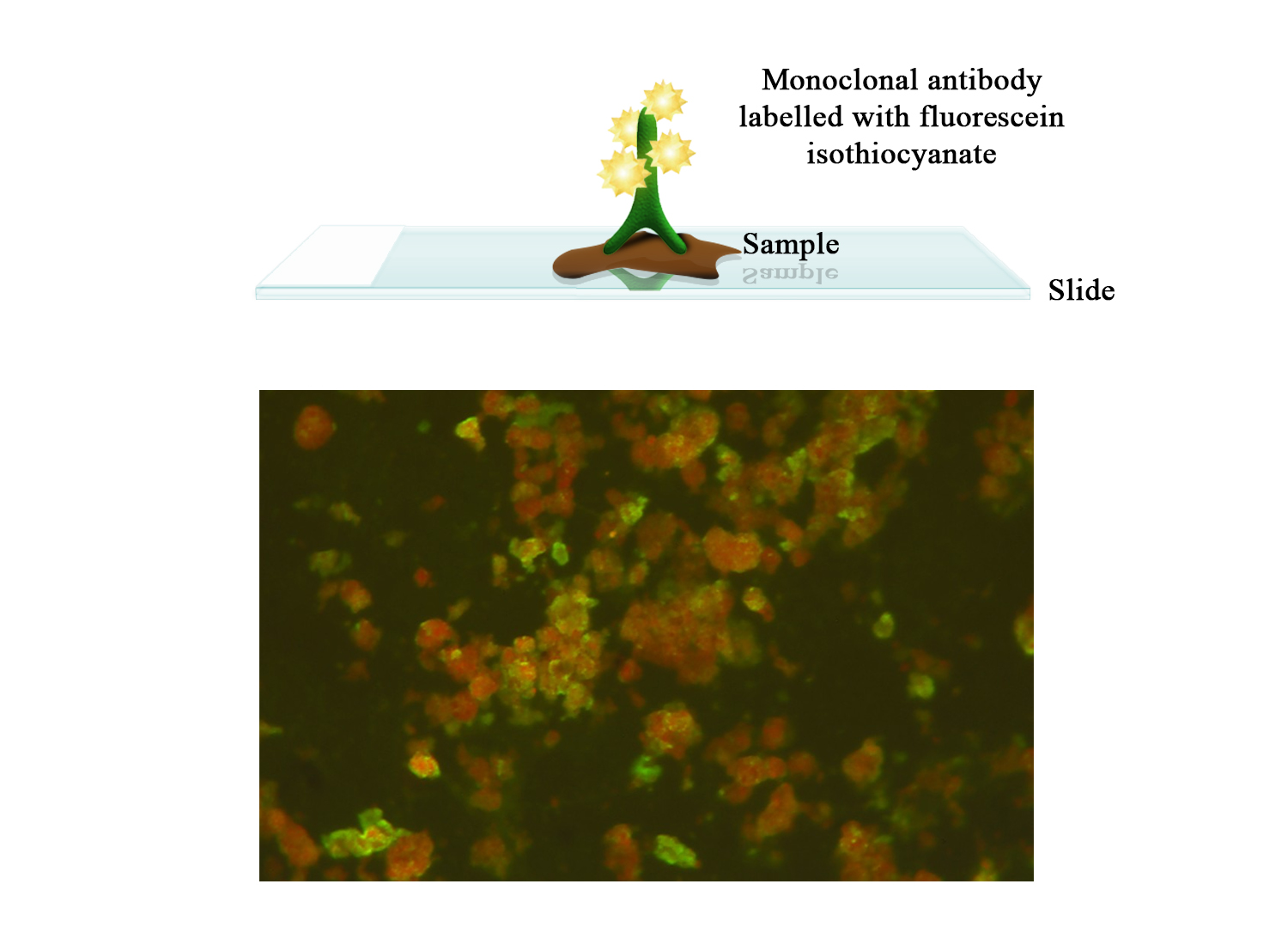 BIO 281 - FITC Moab a-VHSV IP5B11/protein N (Viral Haemorrhagic Septicaemia)